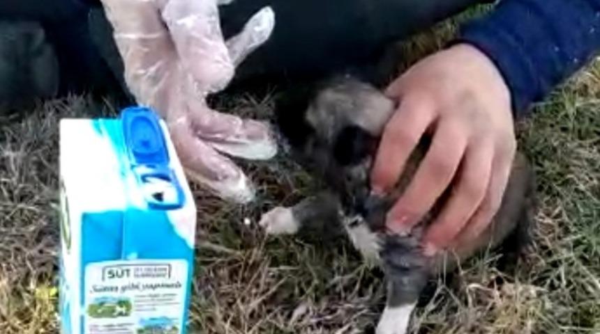 Ölmek üzere olan yavru köpeği böyle kurtardı!