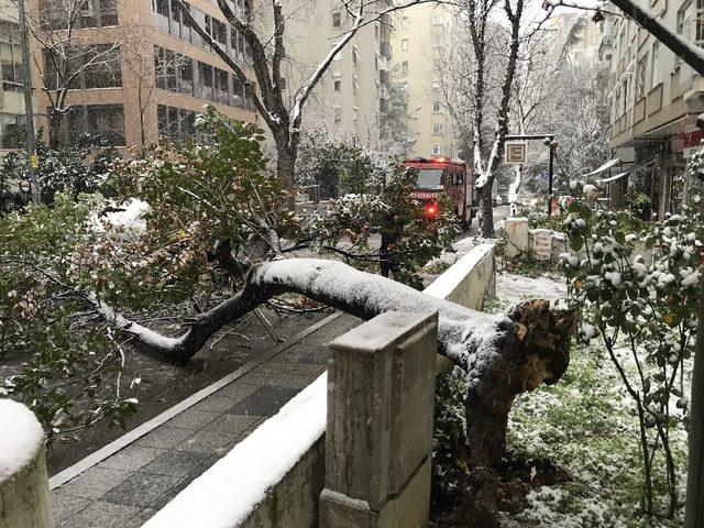Kadıköy’de kar yağışına dayanamayan ağaç, araçların üzerine devrildi