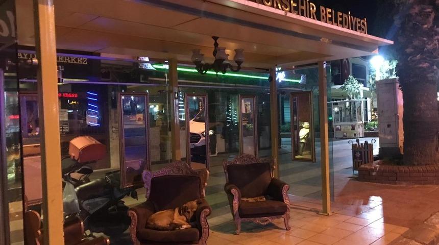 Kısıtlamayı fırsat bildi, durağı kendisine yuva yaptı