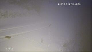 Güvenlik kameraları görüntüledi! Aç kalan kurtlar yemek aradı