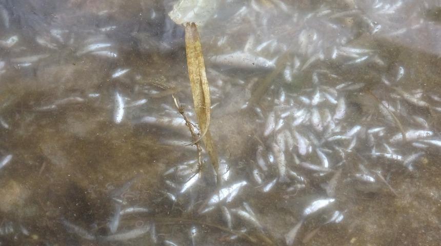 Hop Deresi'ni gören şaşkına döndü! Yüzlercesi telef oldu