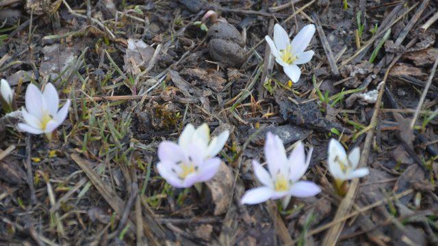 Kış ortasında şaşırtan manzara: Hiç beklemiyorduk