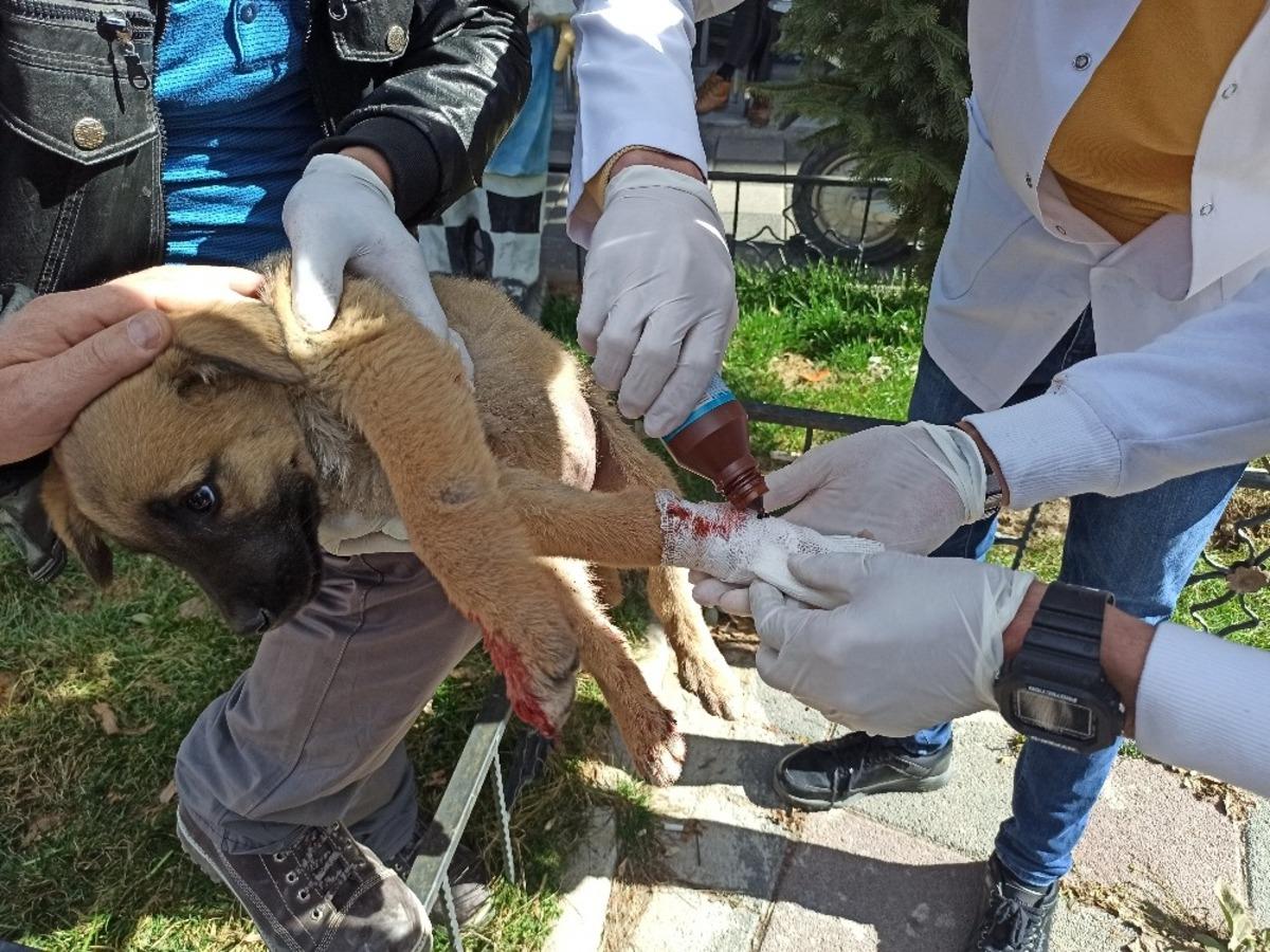 Vatandaşlar otomobilin ezdiği yavru k&ouml;pek i&ccedil;in seferber oldu