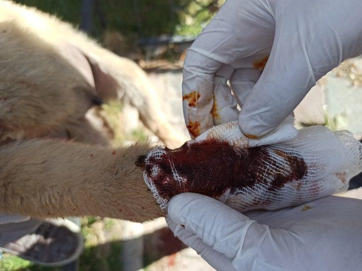 Vatandaşlar otomobilin ezdiği yavru köpek için seferber oldu G2