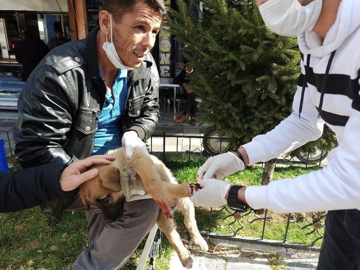 Vatandaşlar otomobilin ezdiği yavru köpek için seferber oldu G3