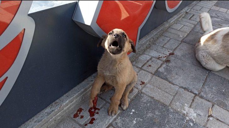 Vatandaşlar otomobilin ezdiği yavru köpek için seferber oldu G4