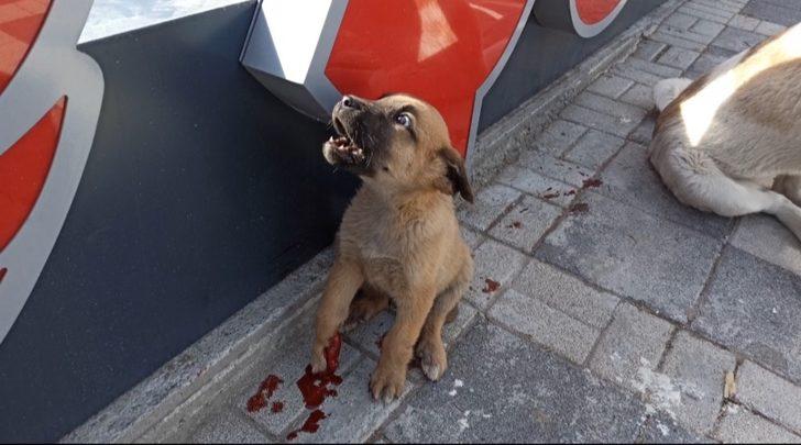 Vatandaşlar otomobilin ezdiği yavru köpek için seferber oldu G5