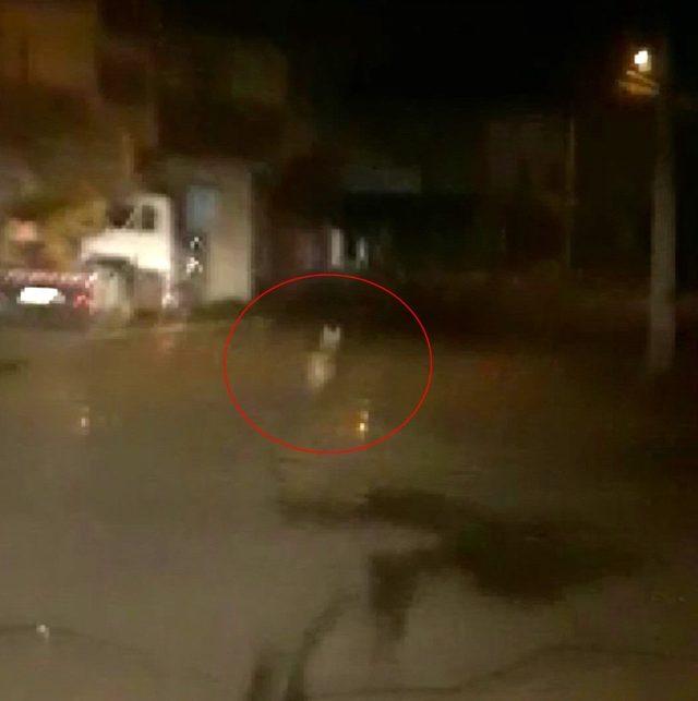 İlçeye inen kurtları araçla kovaladılar 1