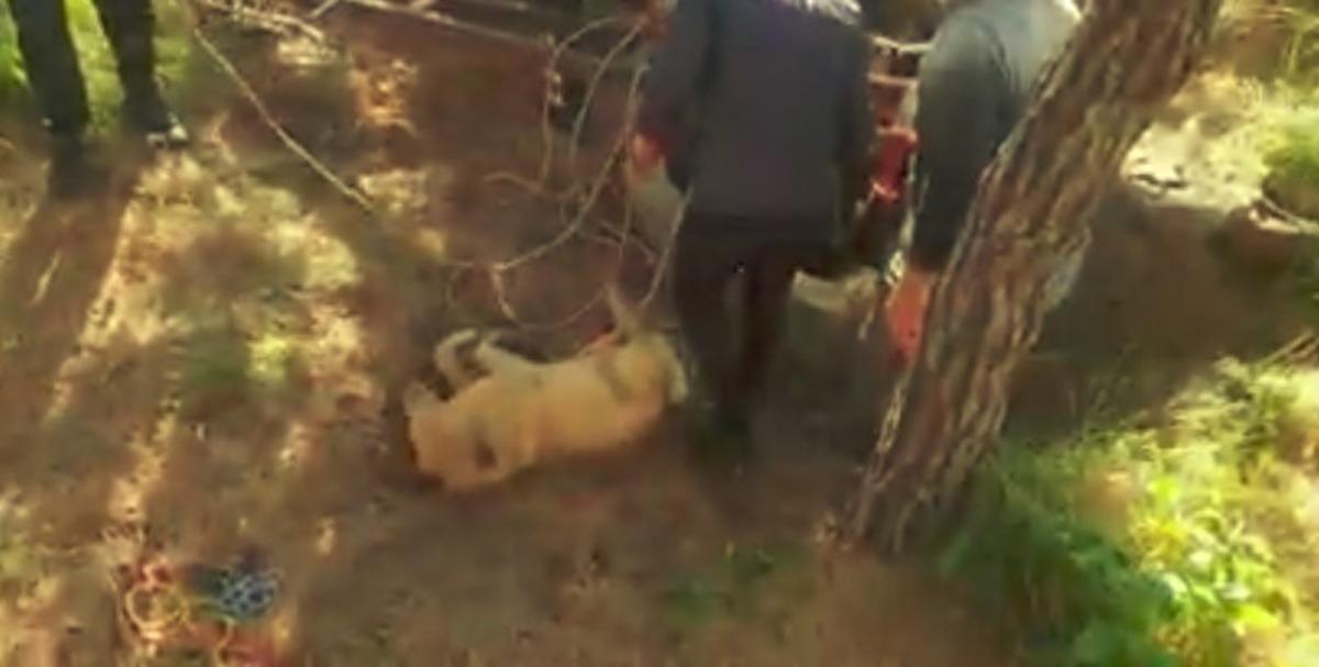 10 metrelik kuyuya d&uuml;şen k&ouml;peği itfaiye ekipleri kurtardı