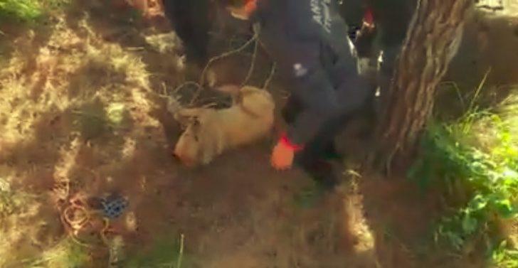 10 metrelik kuyuya düşen köpeği itfaiye ekipleri kurtardı G5