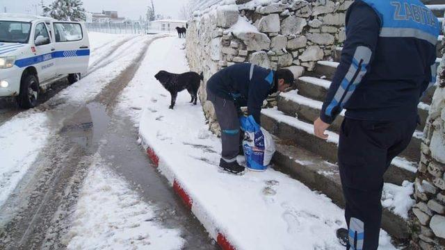Geyikli Belediyesi sokak hayvanlarını unutmadı