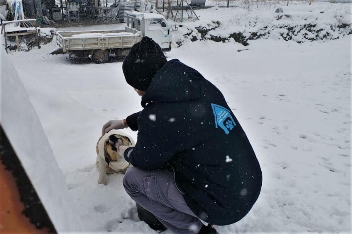 Sokaktaki canlar kara kışta yalnız kalmadı