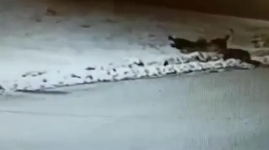 İl&ccedil;e merkezine inen a&ccedil; kurtlar, k&ouml;peği boğdu