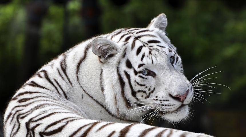 Nadir görülen beyaz kaplan yavruları Covid-19 nedeniyle öldü