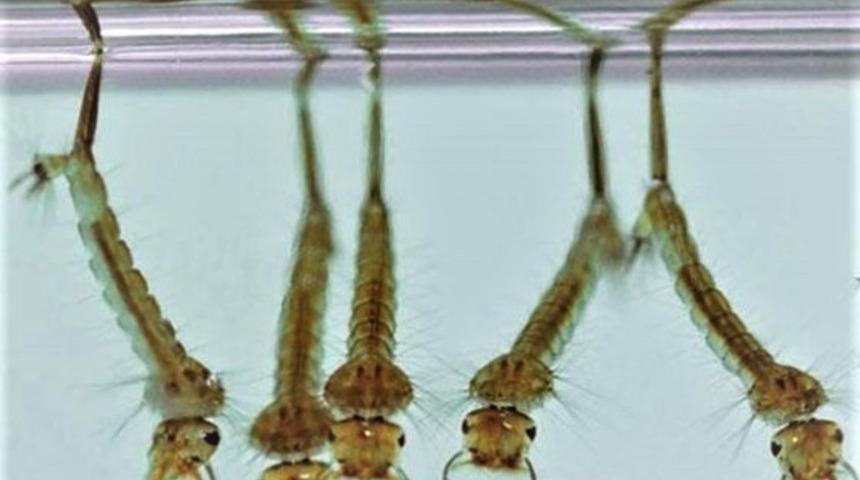 Uzmanından kritik uyarı! 'Sivrisinekler insandan insana virüs bulaştırırlar'