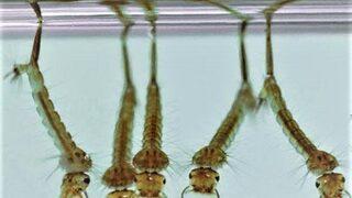 Uzmanından kritik uyarı! 'Sivrisinekler insandan insana virüs bulaştırırlar'