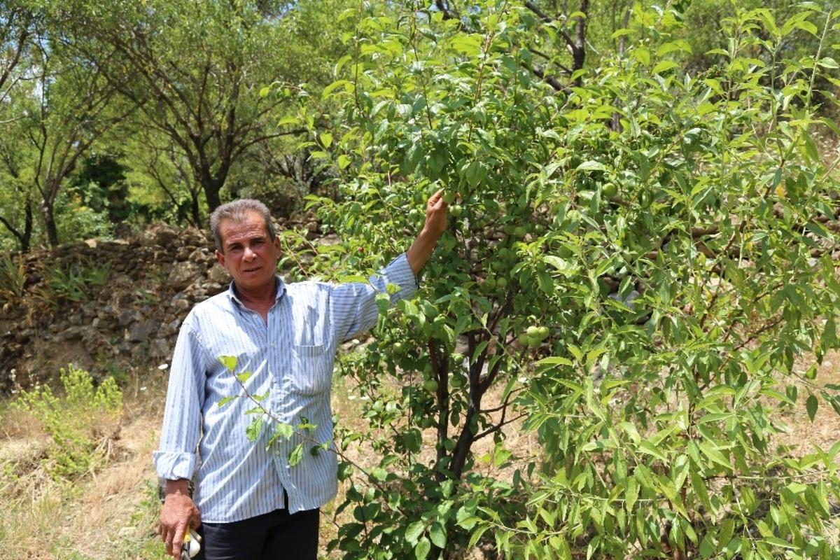 Yakınlarının kayıp ihbarı yaptığı adam, zeytin ağacında asılı halde bulundu