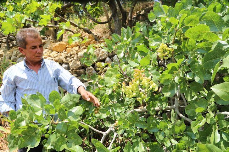 Yakınlarının kayıp ihbarı yaptığı adam, zeytin ağacında asılı halde bulundu G2