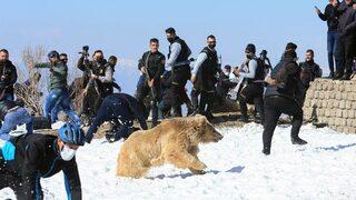 Doğaya bırakılan ayı ormana gitmek yerine kalabalığa hücum edince olanlar oldu