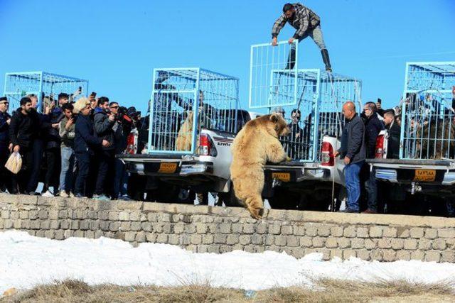 0_Kurdish-animal-rights-activist-release-bears-into-the-wild (2)