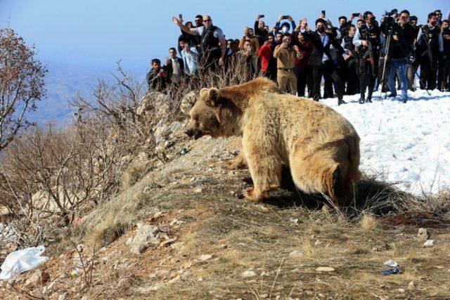 0_Kurdish-animal-rights-activist-release-bears-into-the-wild (3)