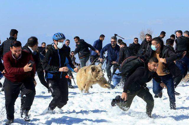 0_Kurdish-animal-rights-activist-release-bears-into-the-wild