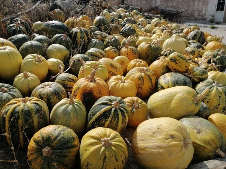 Ürgüp Ziraat Odası, kabak çekirdeği marka tescil yenileme işlemini yaptı G2