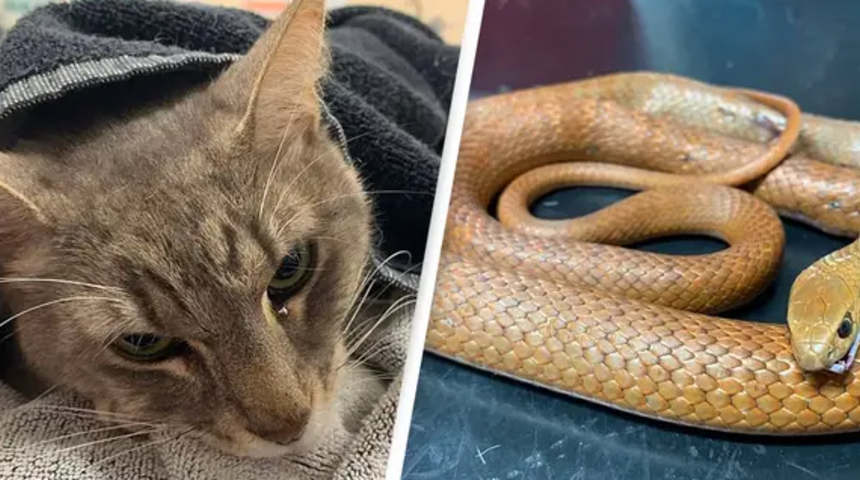 İki çocuğu yılandan kurtaran kahraman kedi yılan tarafından ısırılarak öldü