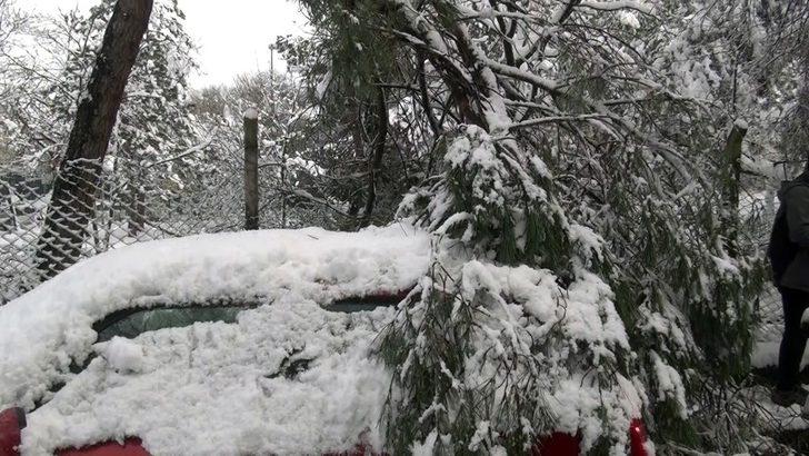 Beşiktaş’ta ağaç devrildi: 4 araç zarar gördü G3