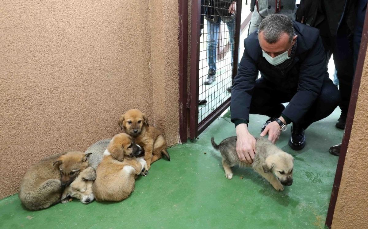 Sokak hayvanlarına 120 ton mama