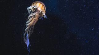 Güneş ışığının ulaşmadığı noktada deniz canlıların yaşadığı keşfedildi