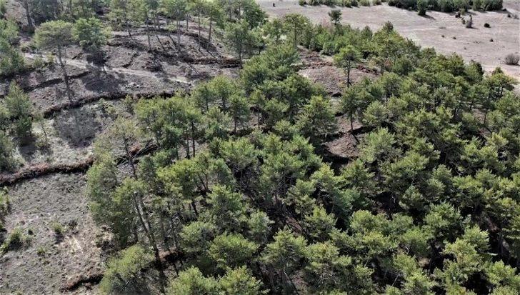 Karaçam’a tohum takviyesi G2