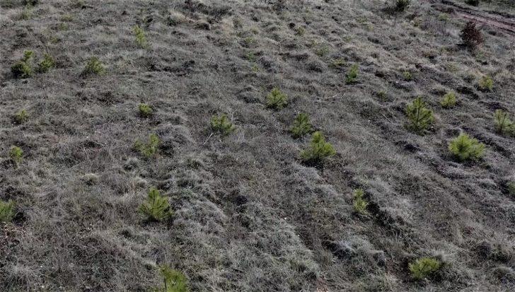 Karaçam’a tohum takviyesi G3