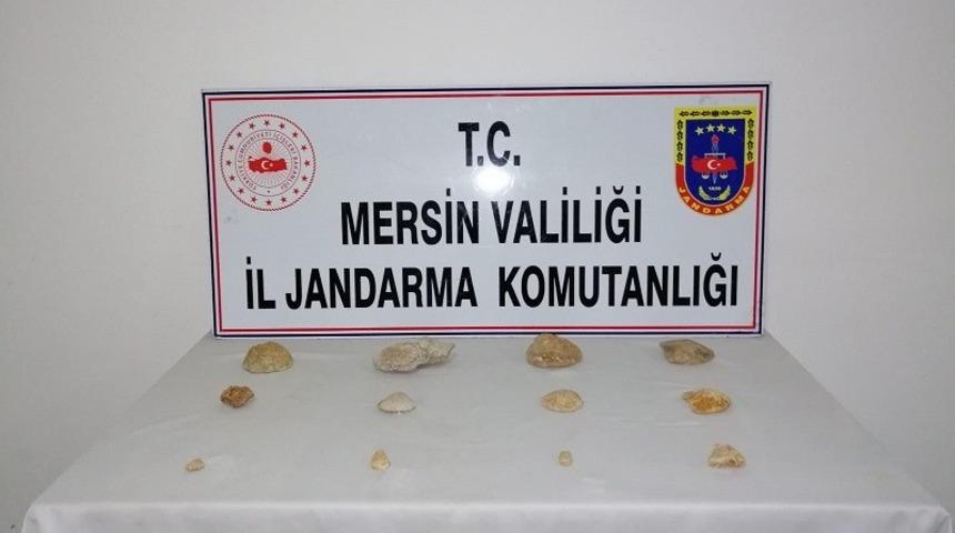 Erdemli’de tarihi eser niteliğinde fosil ele geçirildi