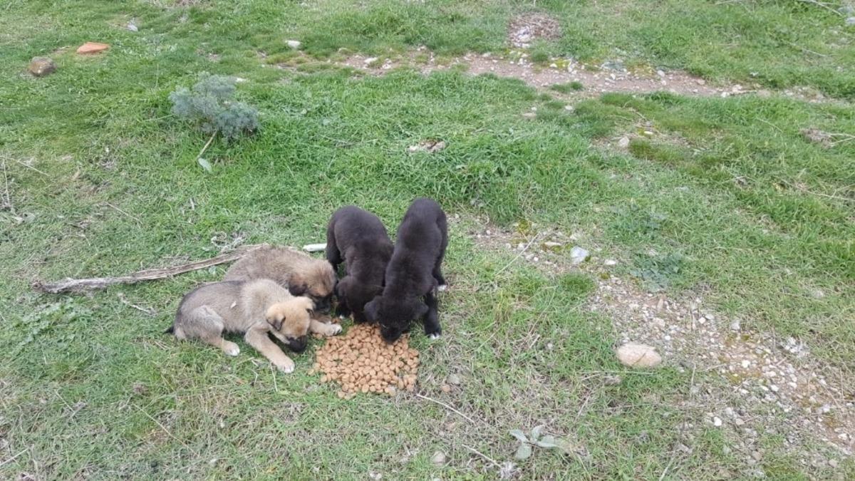 Sokak hayvanları unutulmuyor