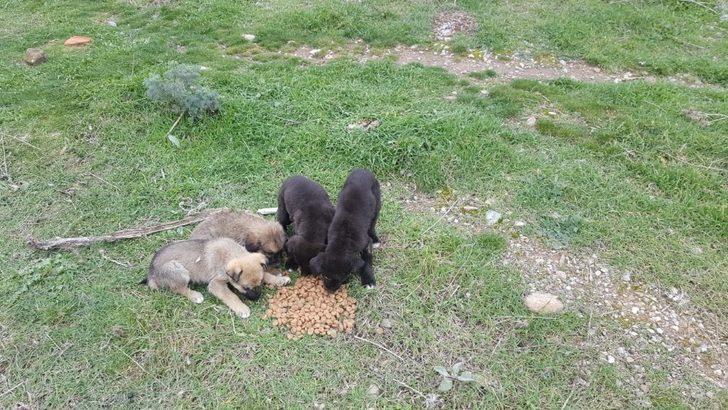 Sokak hayvanları unutulmuyor G1