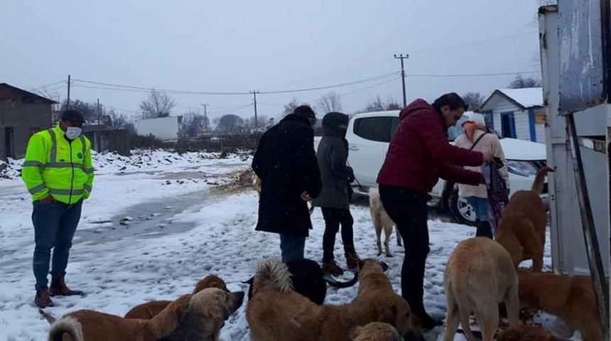 AK gen&ccedil;lerden sokak hayvanlarına mama