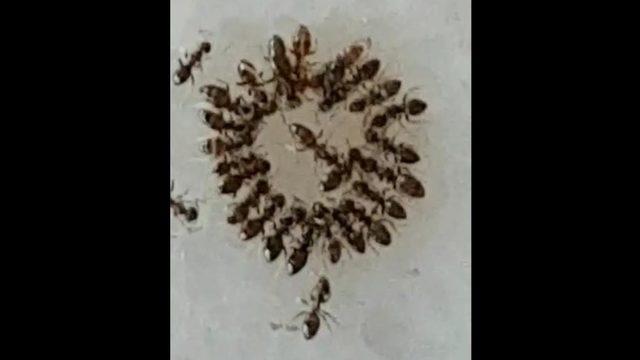 Aydın’ın simgesi incir yaprağı hastane mikrobuna çözüm olacak