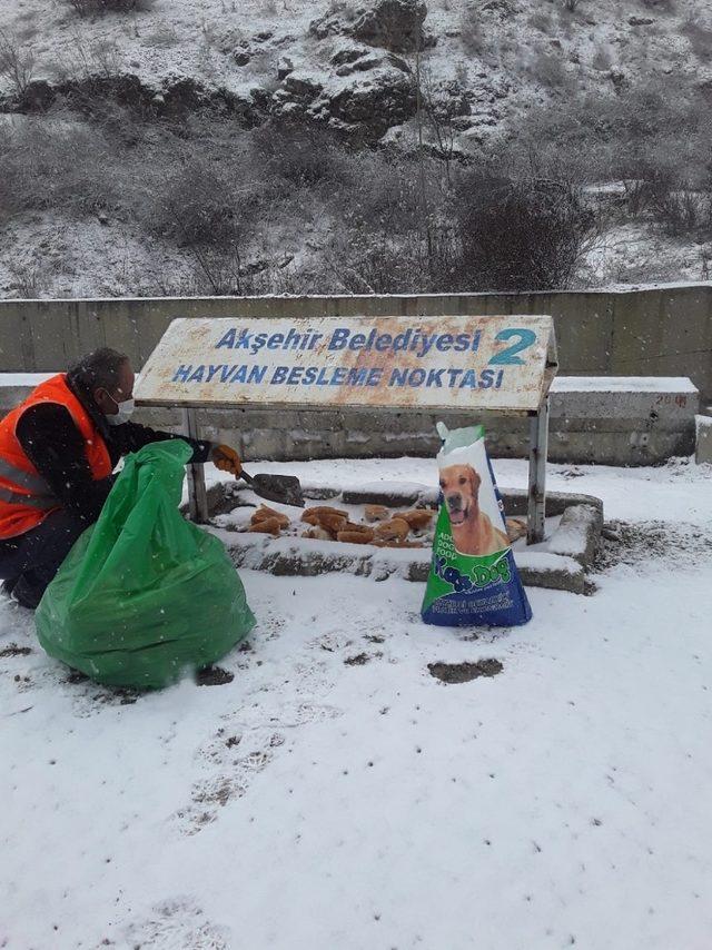 Akşehir Belediyesi sokak hayvanlarını beslemeyi sürdürüyor