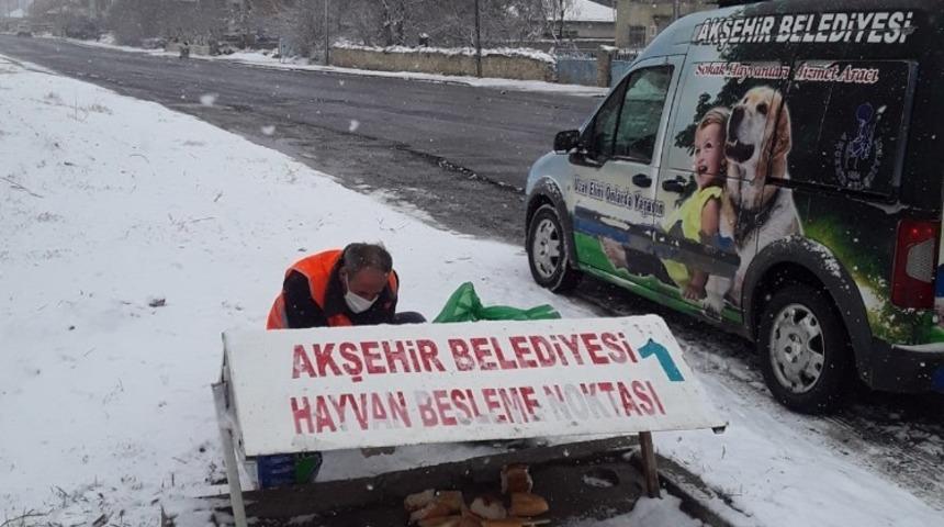 Akşehir Belediyesi sokak hayvanlarını beslemeyi sürdürüyor