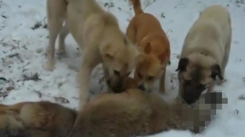Çoban köpekleri sürüye saldıran kurdu telef etti