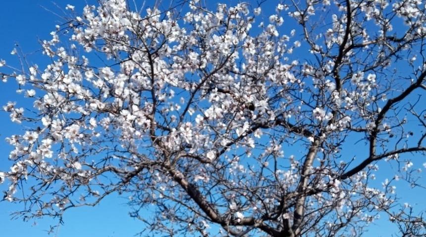 Bademler yalancı bahara aldandı