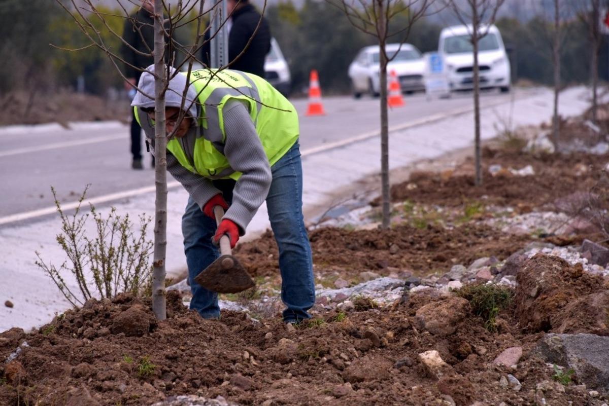 Aliağa&rsquo;daki Bozk&ouml;y&rsquo;de 75 adet s&uuml;s armudu toprakla buluştu