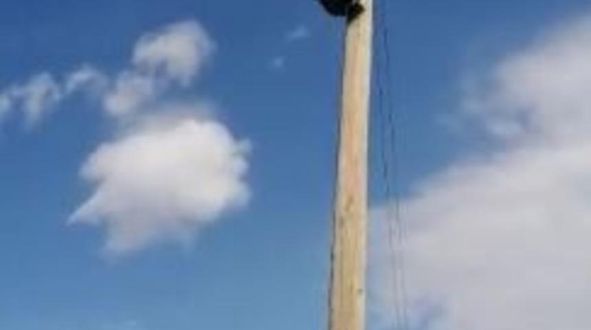 Köpeklerden kaçarken elektrik direğinde mahsur kaldı