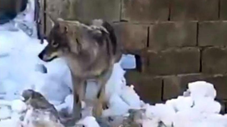 Yüksekova’da şehir merkezine inen kurt vatandaşları tedirgin ediyor