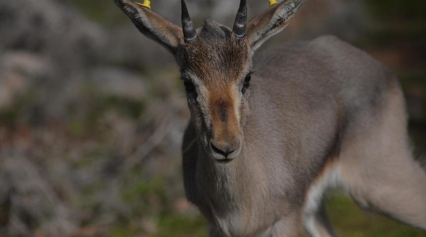 Sadece Hatay'da yaşıyorlar: Nesli tükenme tehlikesindeki dağ ceylanları 7 gün 24 saat izleniyor