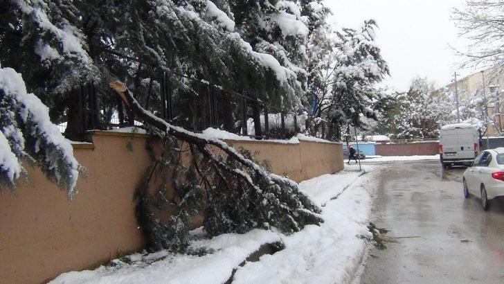 Kar yağışına dayanamayan ağaçlar kırıldı G2