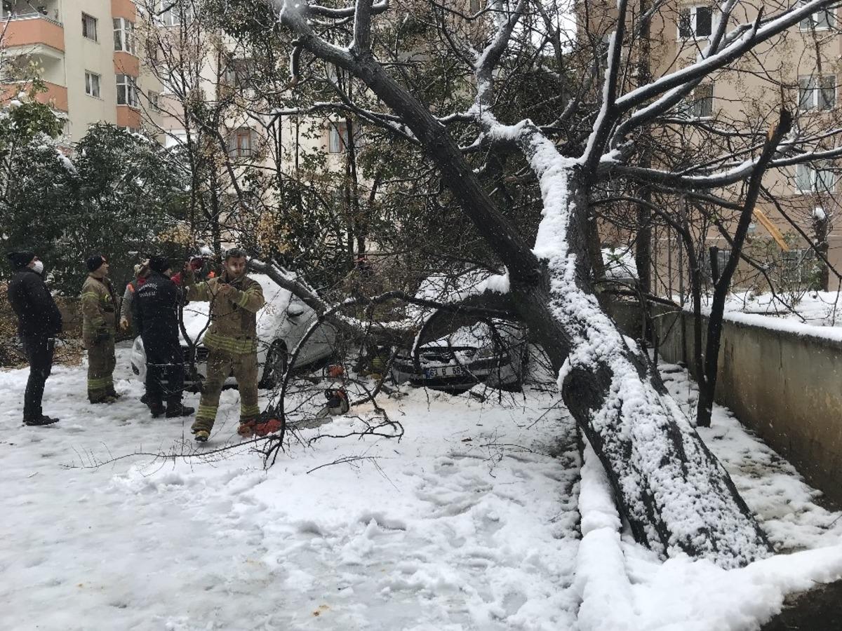 (&Ouml;zel) Ataşehir&rsquo;de 30 yıllık tesbih ağacı park halindeki otomobillerin &uuml;zerine devrildi
