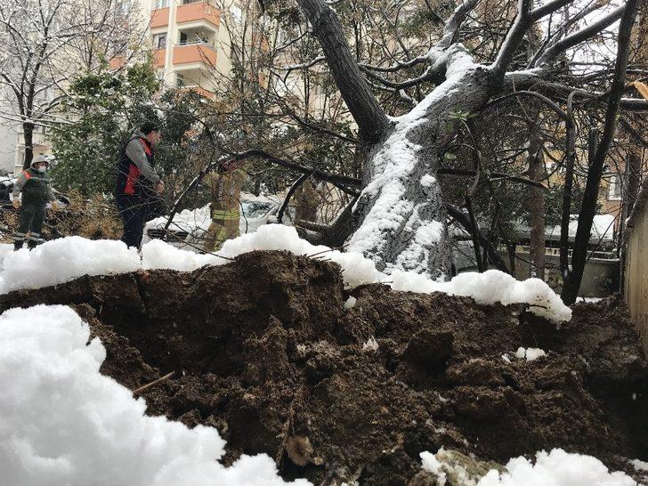 (Özel) Ataşehir’de 30 yıllık tesbih ağacı park halindeki otomobillerin üzerine devrildi G5