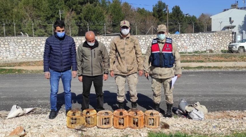 Jandarma keklikleri &ouml;zg&uuml;r bıraktı